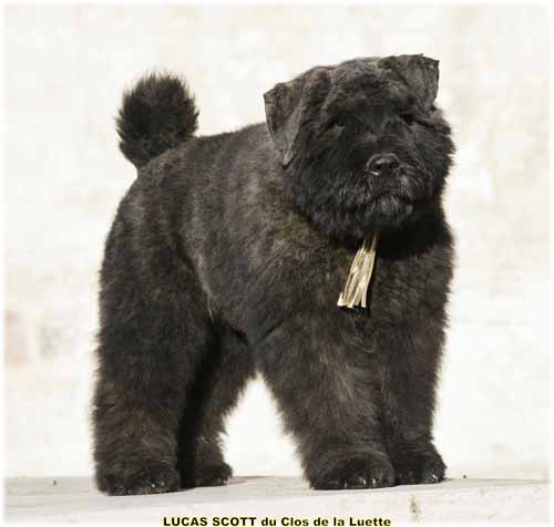 LUCAS du Clos de la Luette SITE WEB ELEVAGE DU CLOS DE LA LUETTE SPECIALISE POUR LE BOUVIER DES FLANDRES ©